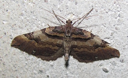 Earophila badiata, Geometridae